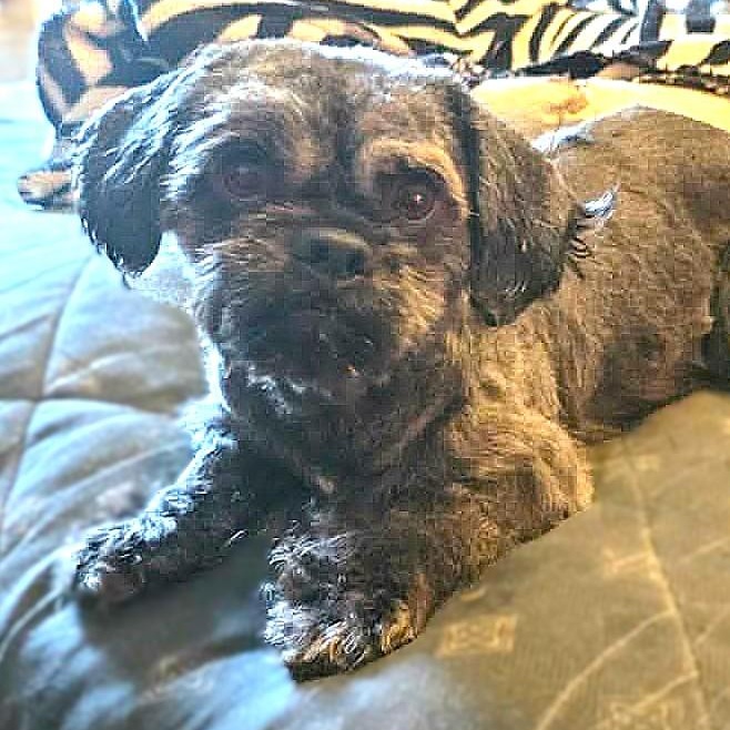 MORK, an adopted Shih Tzu in Burton, MI image 3/6