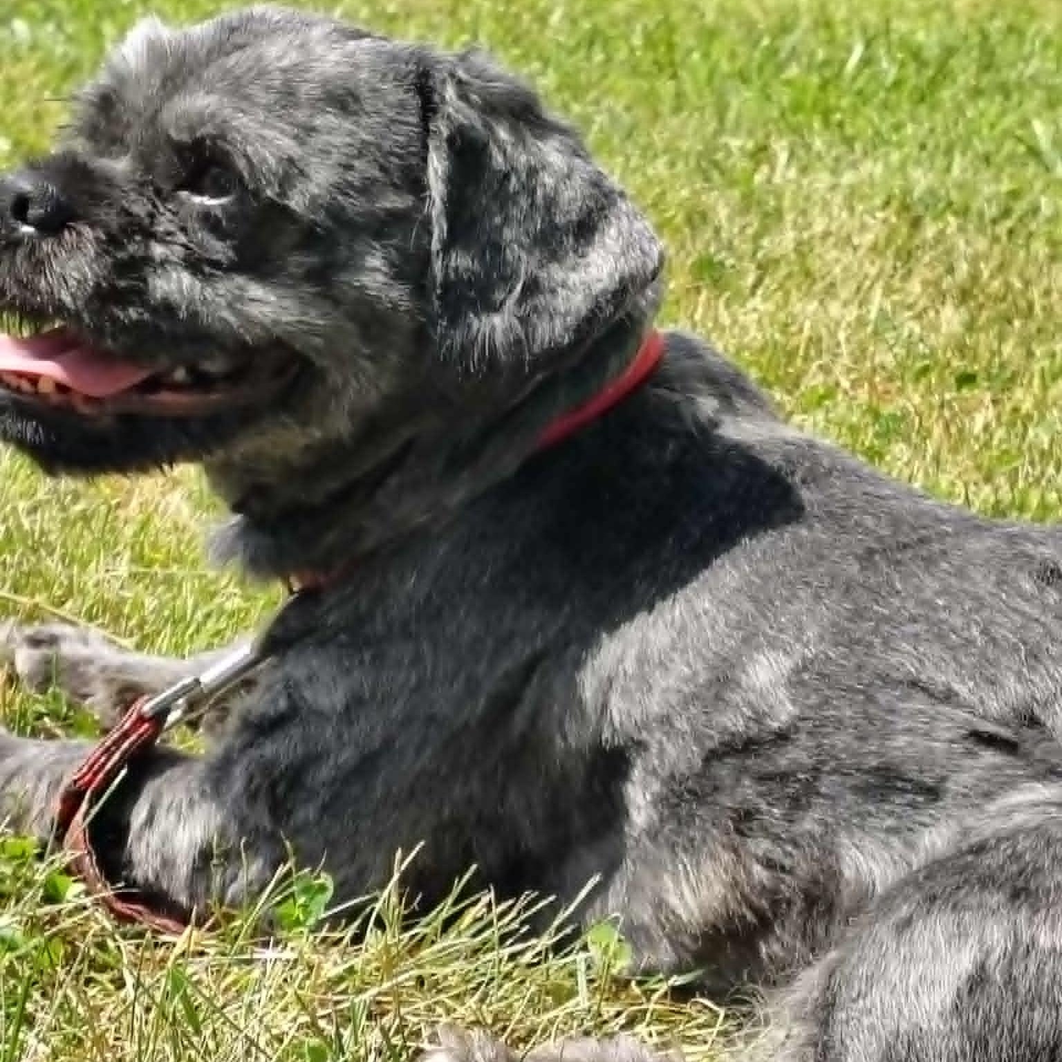 MORK, an adopted Shih Tzu in Burton, MI image 6/6