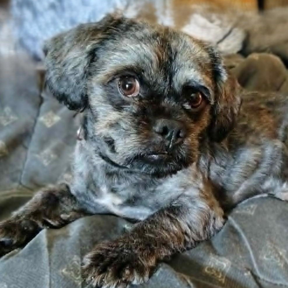 MORK, an adopted Shih Tzu in Burton, MI image 5/6
