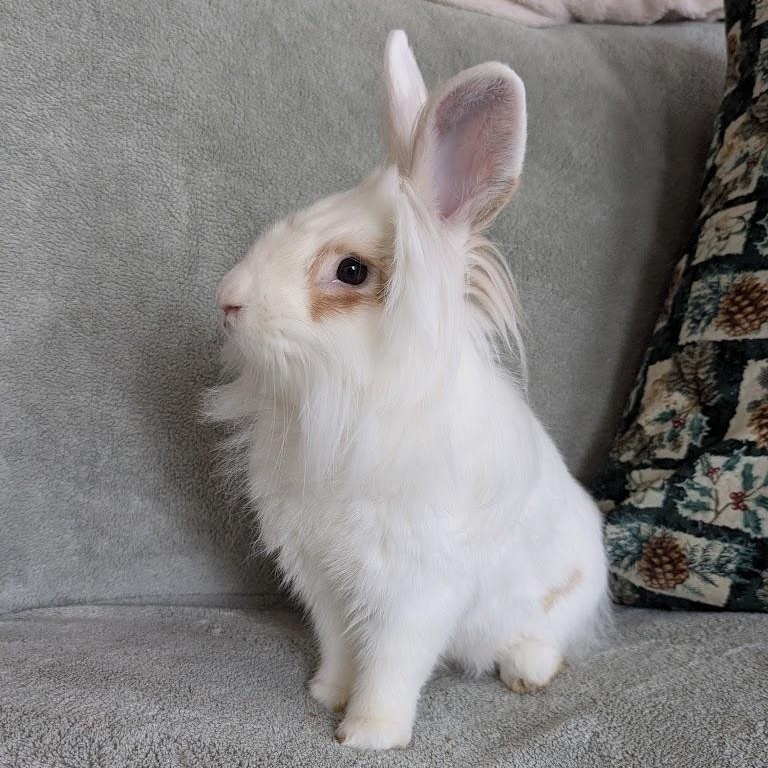 Martini, a Adoptable mixed breed in Coralville, IA image 5/6