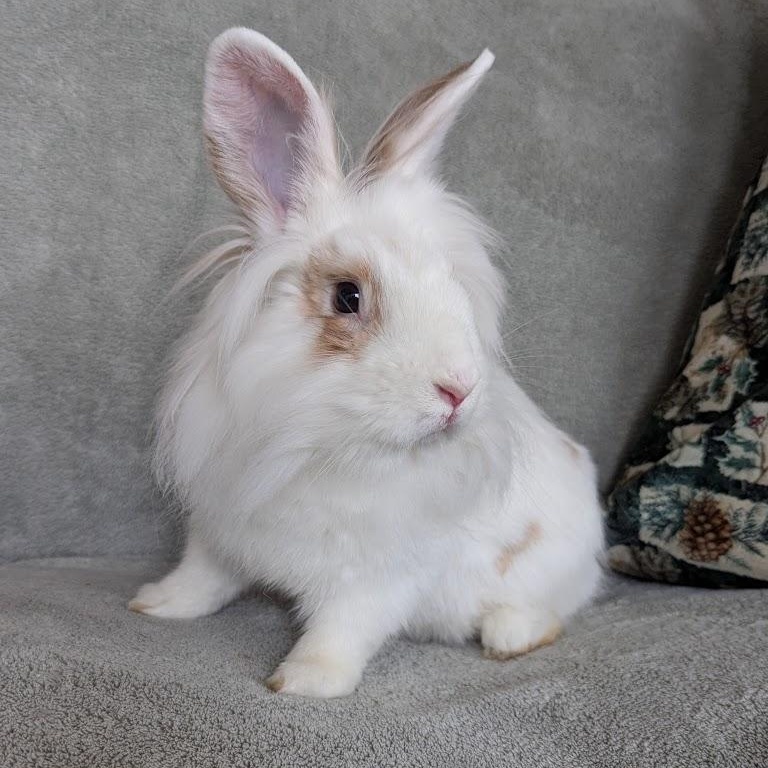 Martini, a Adoptable mixed breed in Coralville, IA image 2/6