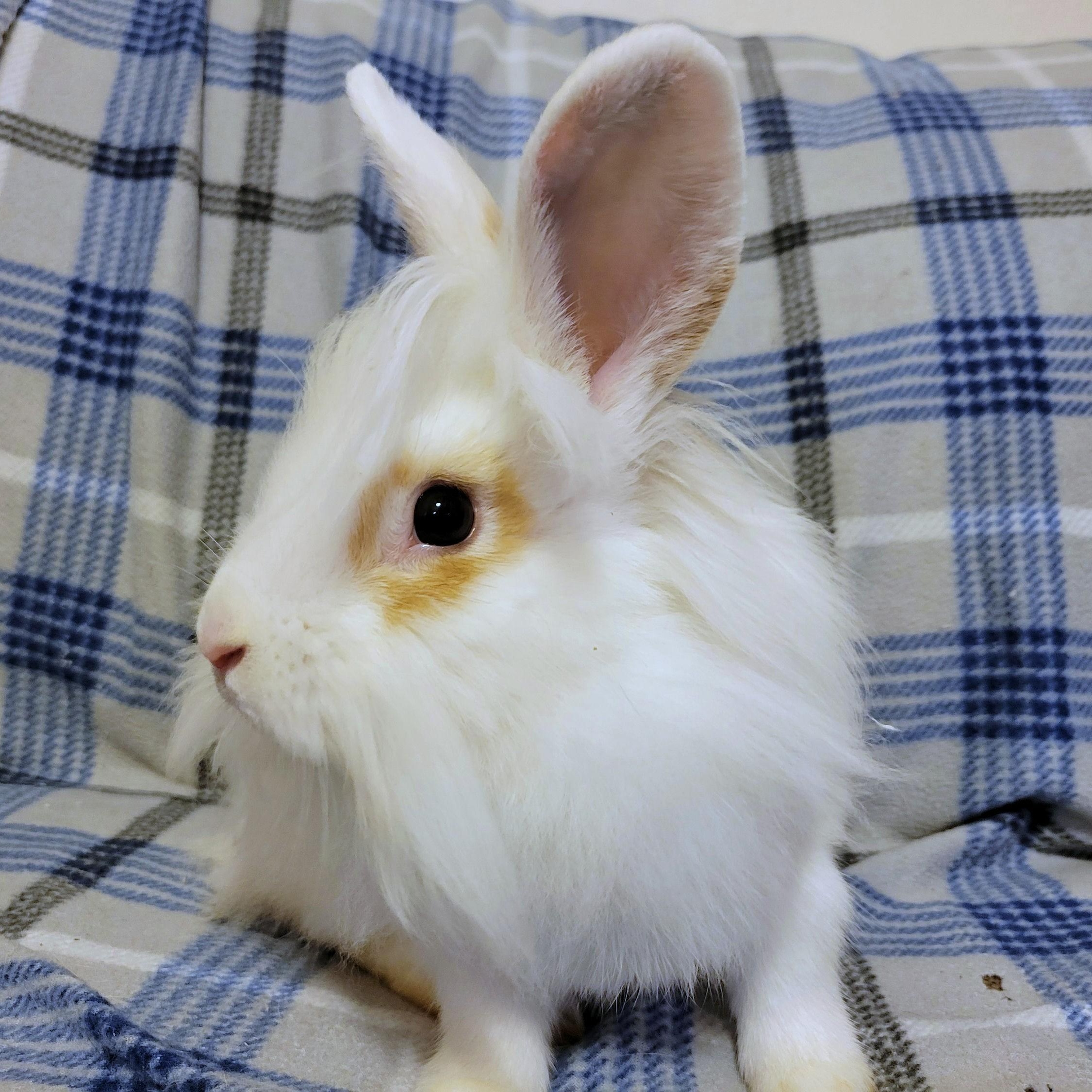 Martini, Adoptable, Young Male Lionhead & Flemish Giant.