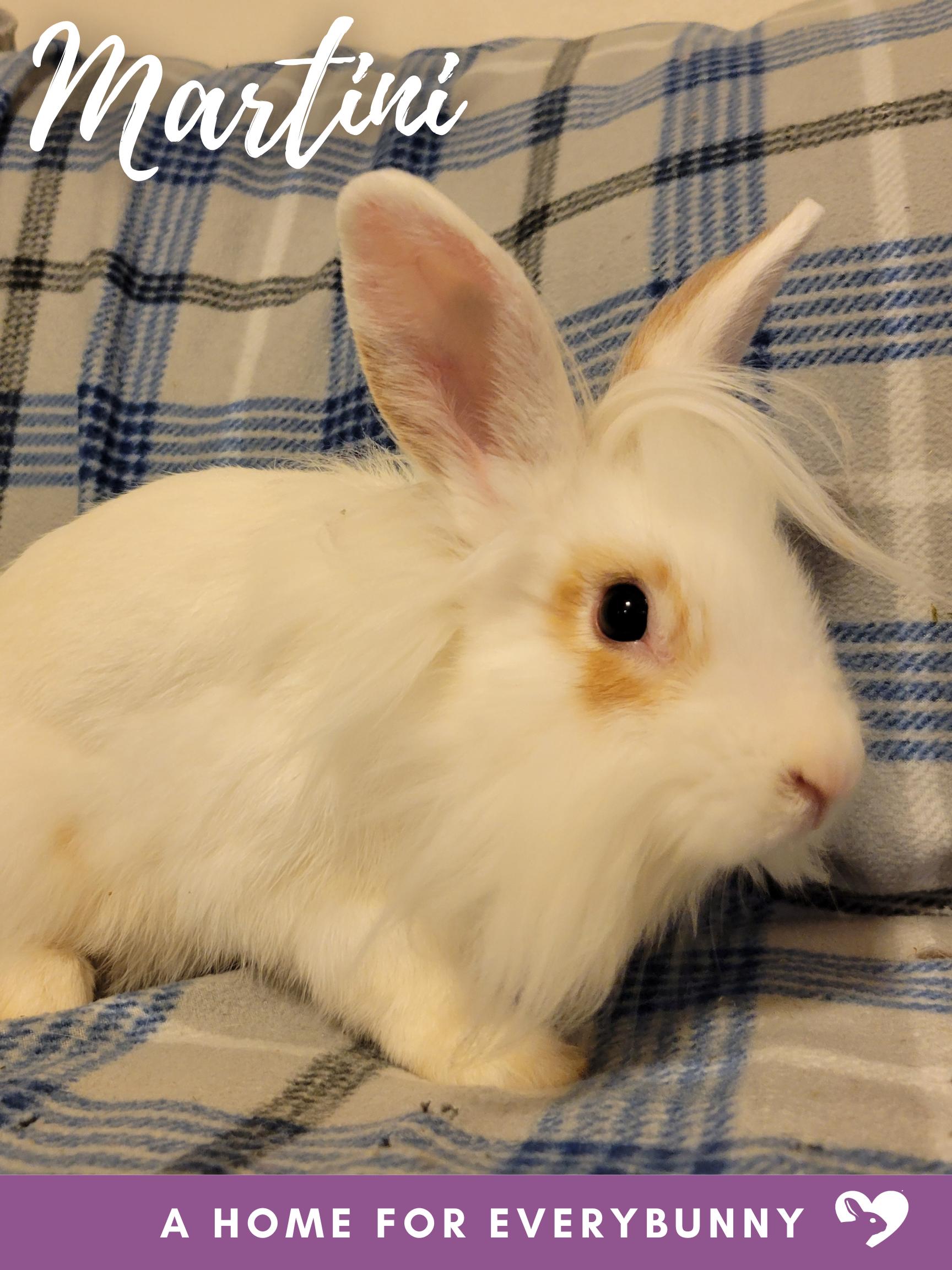 Martini, Young Male unknown