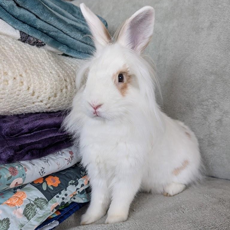 Martini, a Adoptable mixed breed in Coralville, IA image 3/6