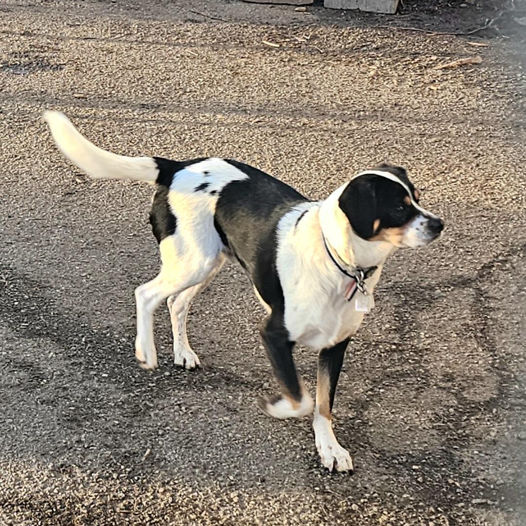 Enlarge Hunter, a Adoptable mixed breed in Ringwood, NJ image 4/6