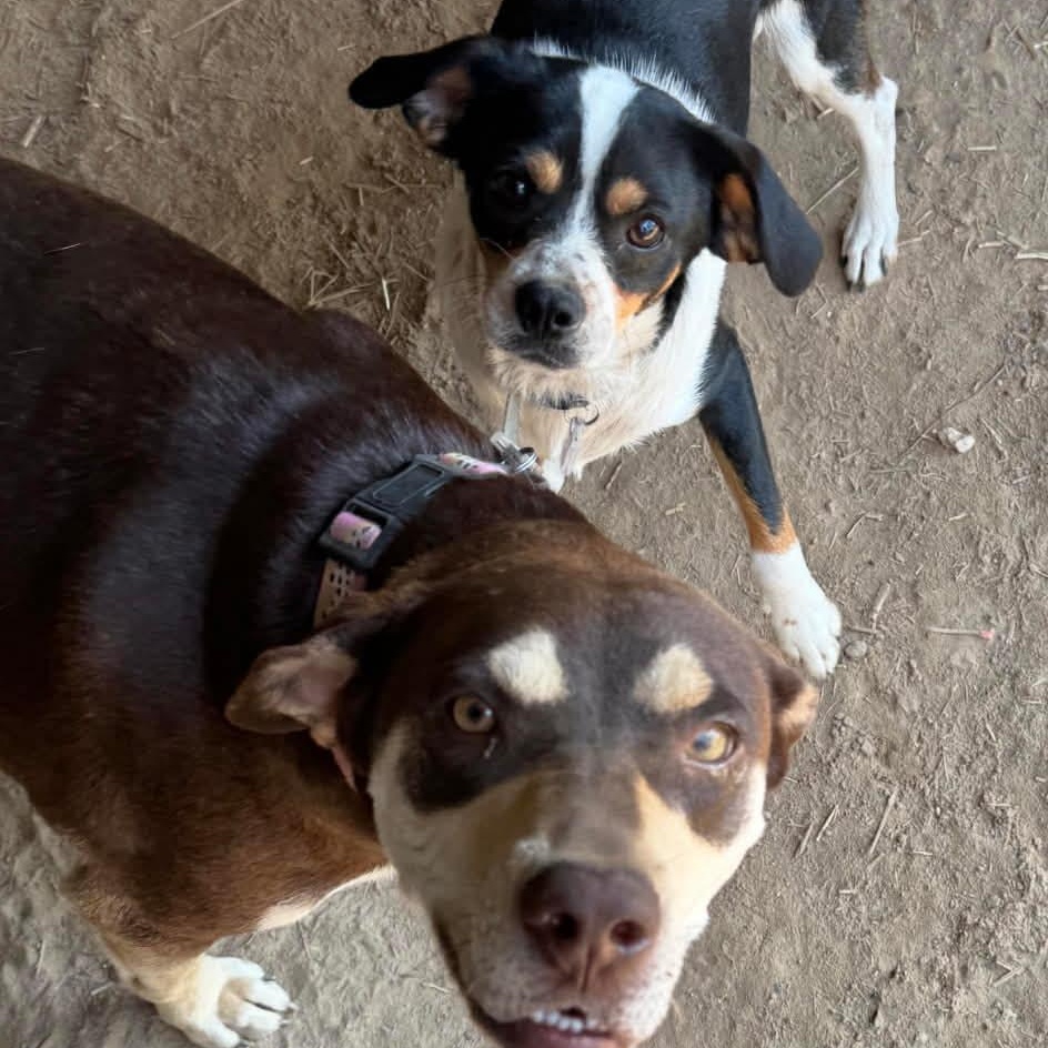 Gabbrielle, Adoptable, Adult Female Shepherd & Hound.