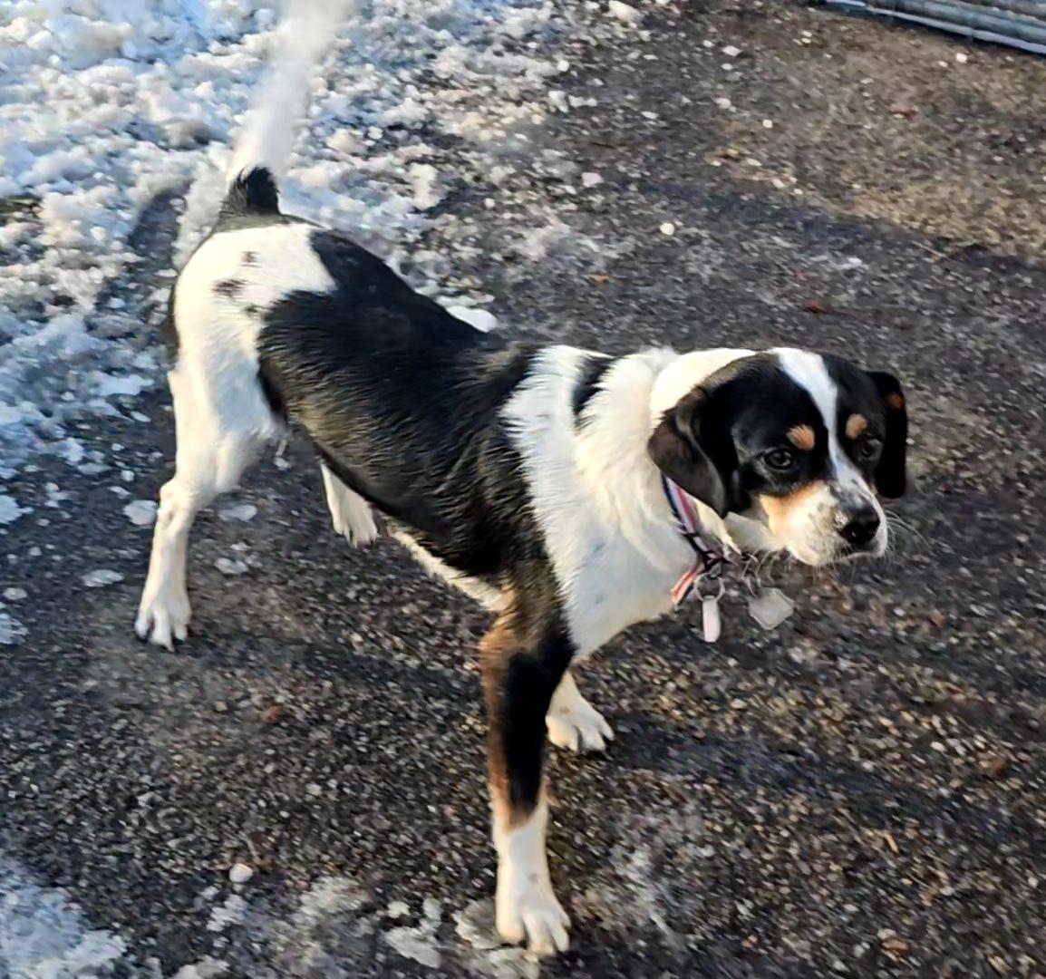 Enlarge Hunter, a Adoptable mixed breed in Ringwood, NJ image 6/6