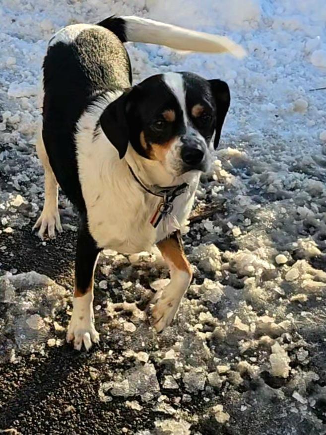 Enlarge Hunter, a Adoptable mixed breed in Ringwood, NJ image 3/6