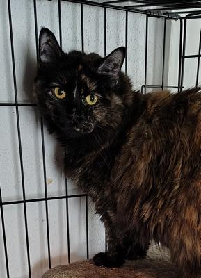 Enlarge Sprout, a Adoptable mixed breed in Peapack, NJ image 3/5