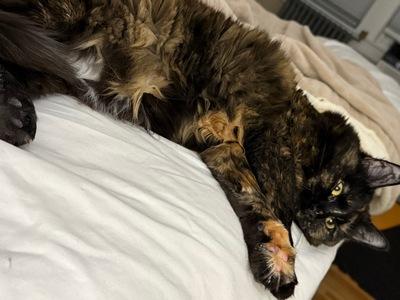 Sprout, Adoptable, Adult Female Tortoiseshell & Domestic Long Hair.