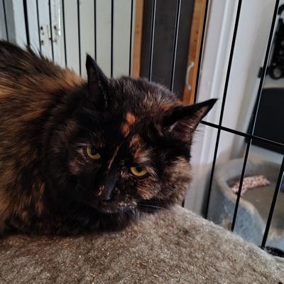 Enlarge Sprout, a Adoptable mixed breed in Peapack, NJ image 5/5