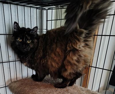 Enlarge Sprout, a Adoptable mixed breed in Peapack, NJ image 4/5