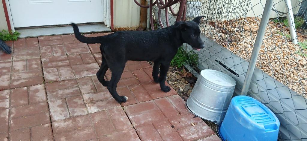 Moon, Adoptable, Puppy Female Mixed Breed.