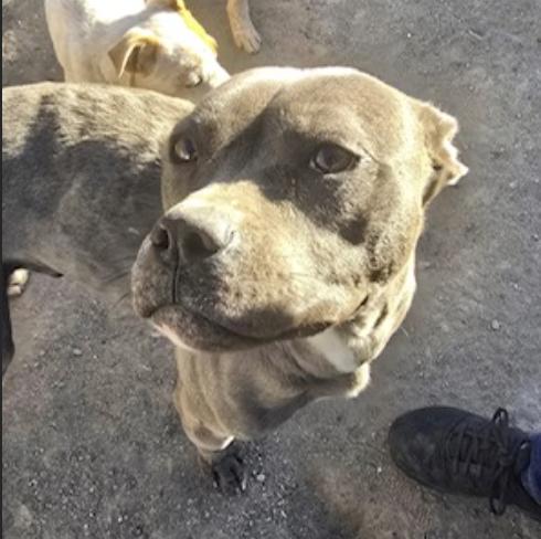 Doodles, an adoptable American Staffordshire Terrier in Riverton, WY, 82501 | Photo Image 1