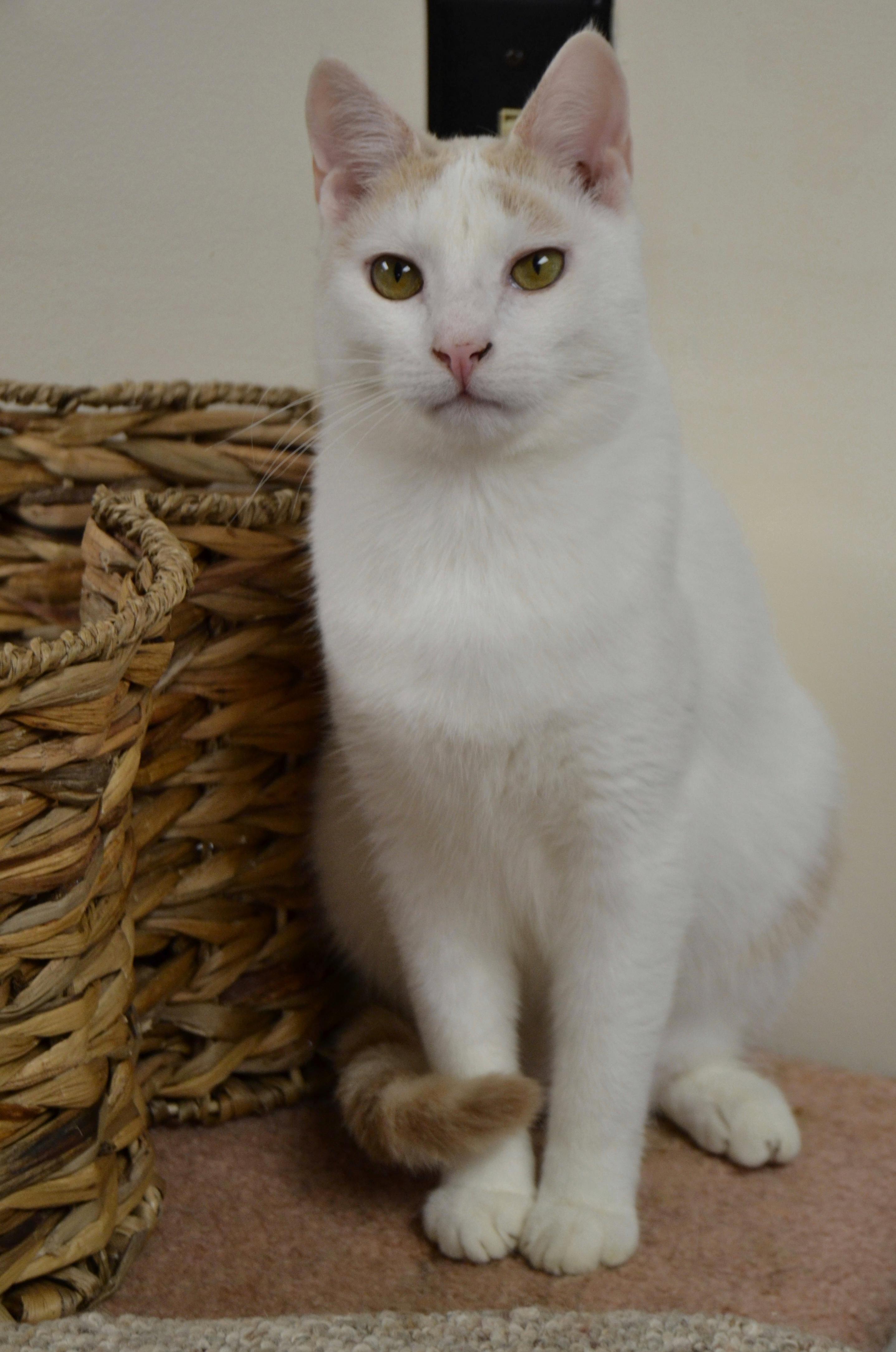 Julius, a Adopted mixed breed in Hershey, PA image 2/6