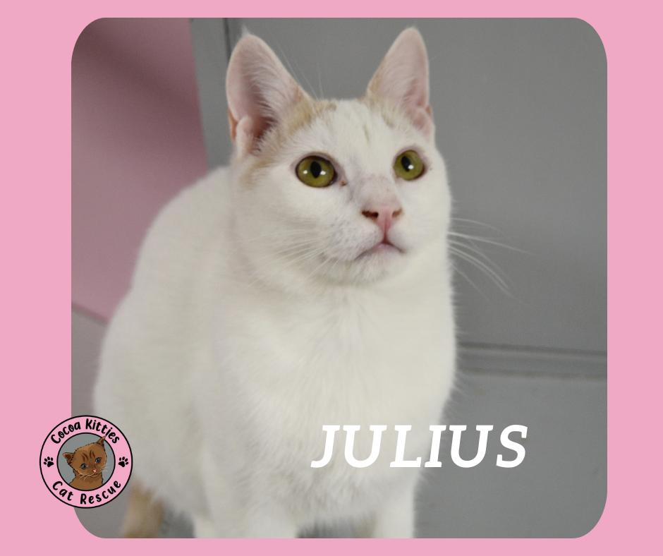 Julius, a Adopted mixed breed in Hershey, PA image 3/6