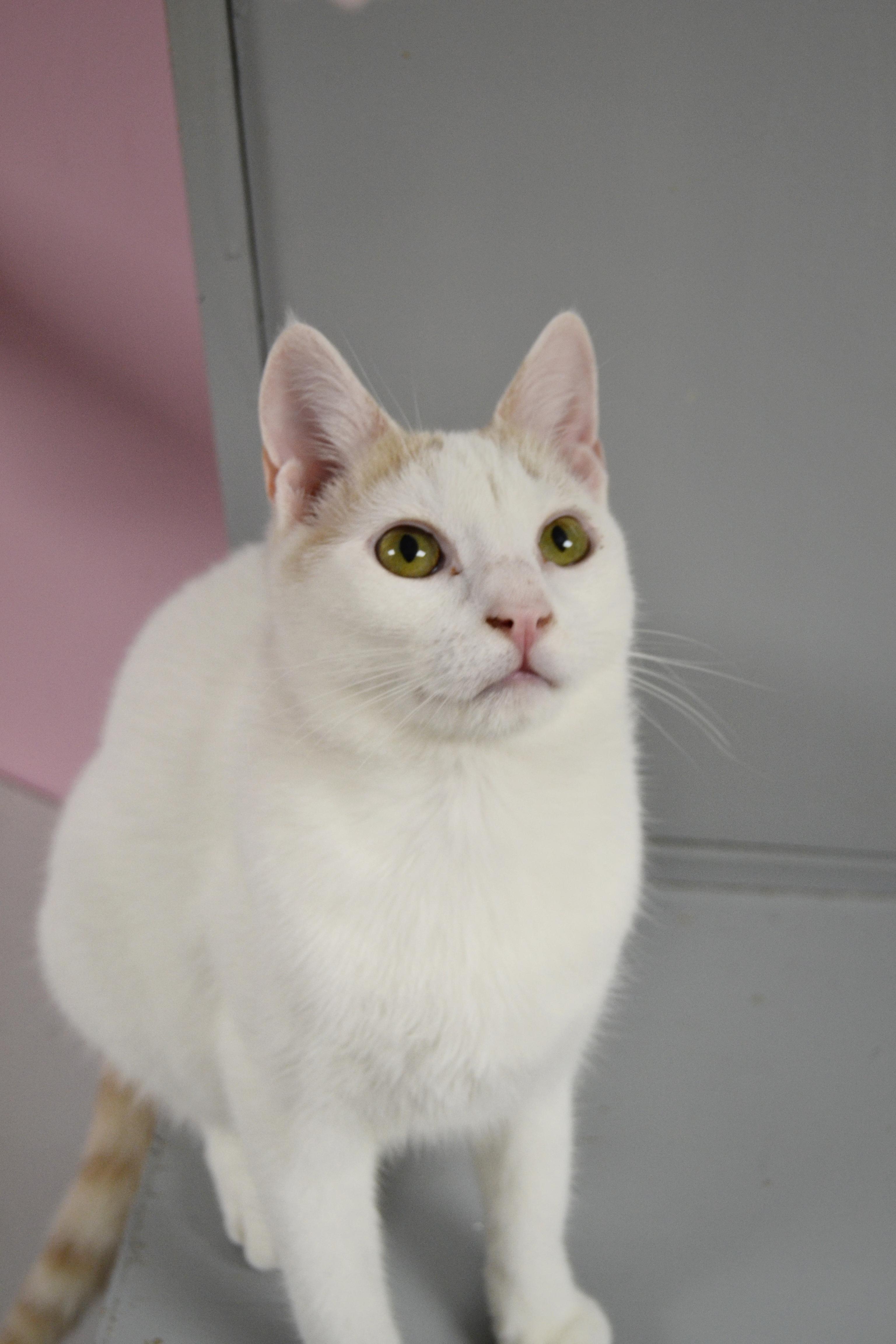 Julius, a Adopted mixed breed in Hershey, PA image 4/6