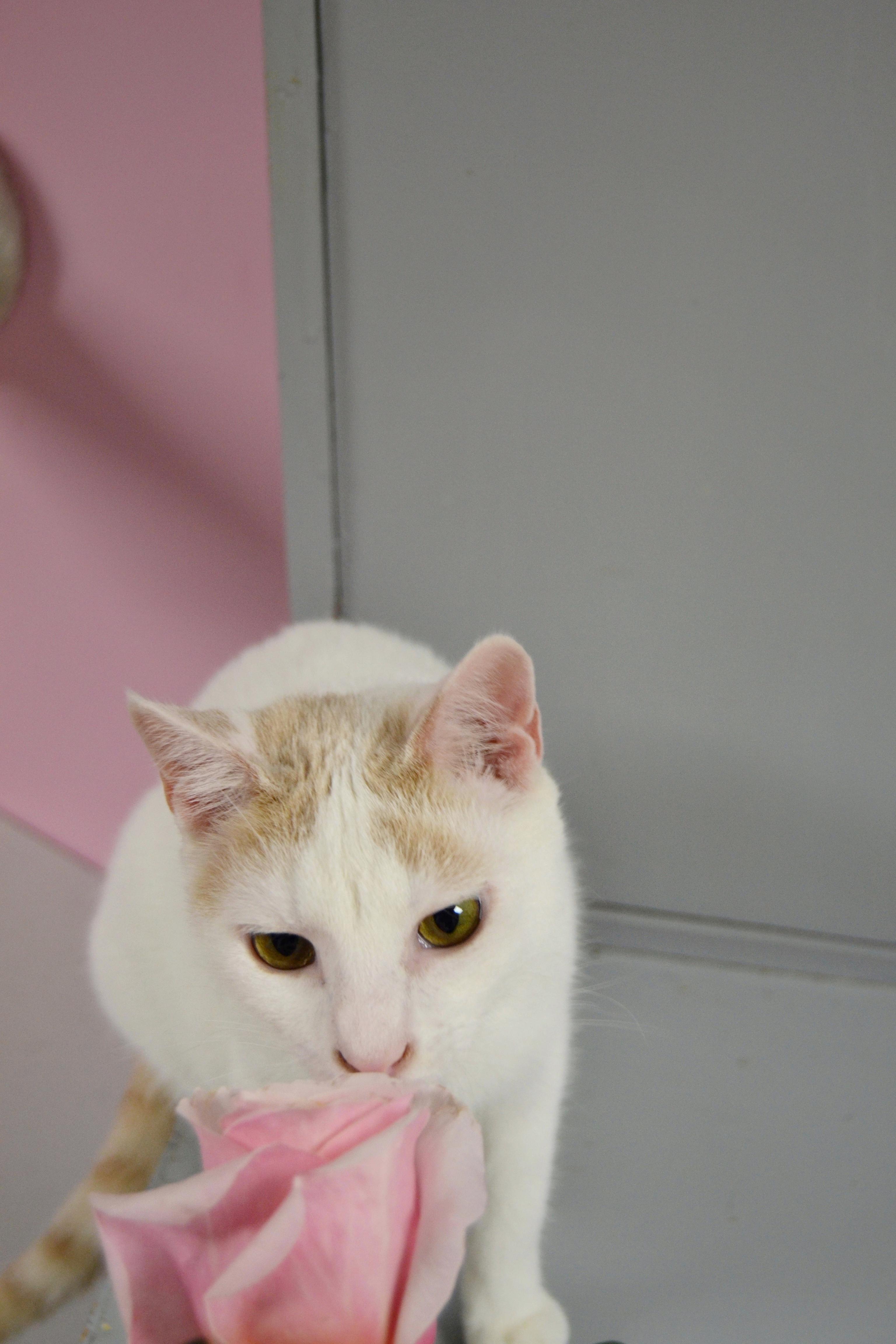 Julius, a Adopted mixed breed in Hershey, PA image 6/6