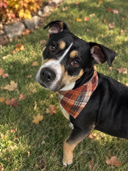 Enlarge Bigby, a Adoptable mixed breed in Harbor Springs, MI image 1/3