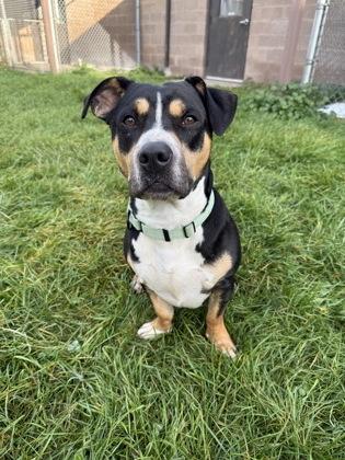 Enlarge Bigby, a Adoptable mixed breed in Harbor Springs, MI image 2/3