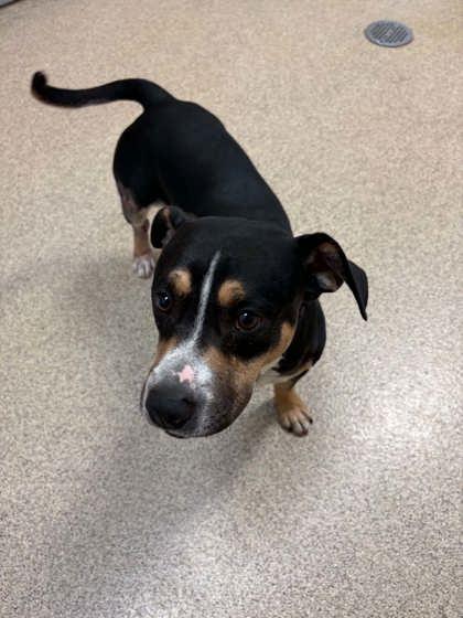 Enlarge Bigby, a Adoptable mixed breed in Harbor Springs, MI image 3/3