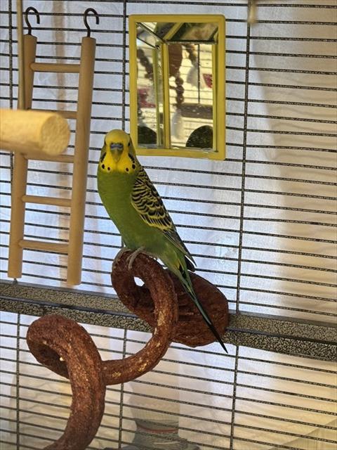 CAPT CHASE, Adoptable, Young Male Parakeet (Other).