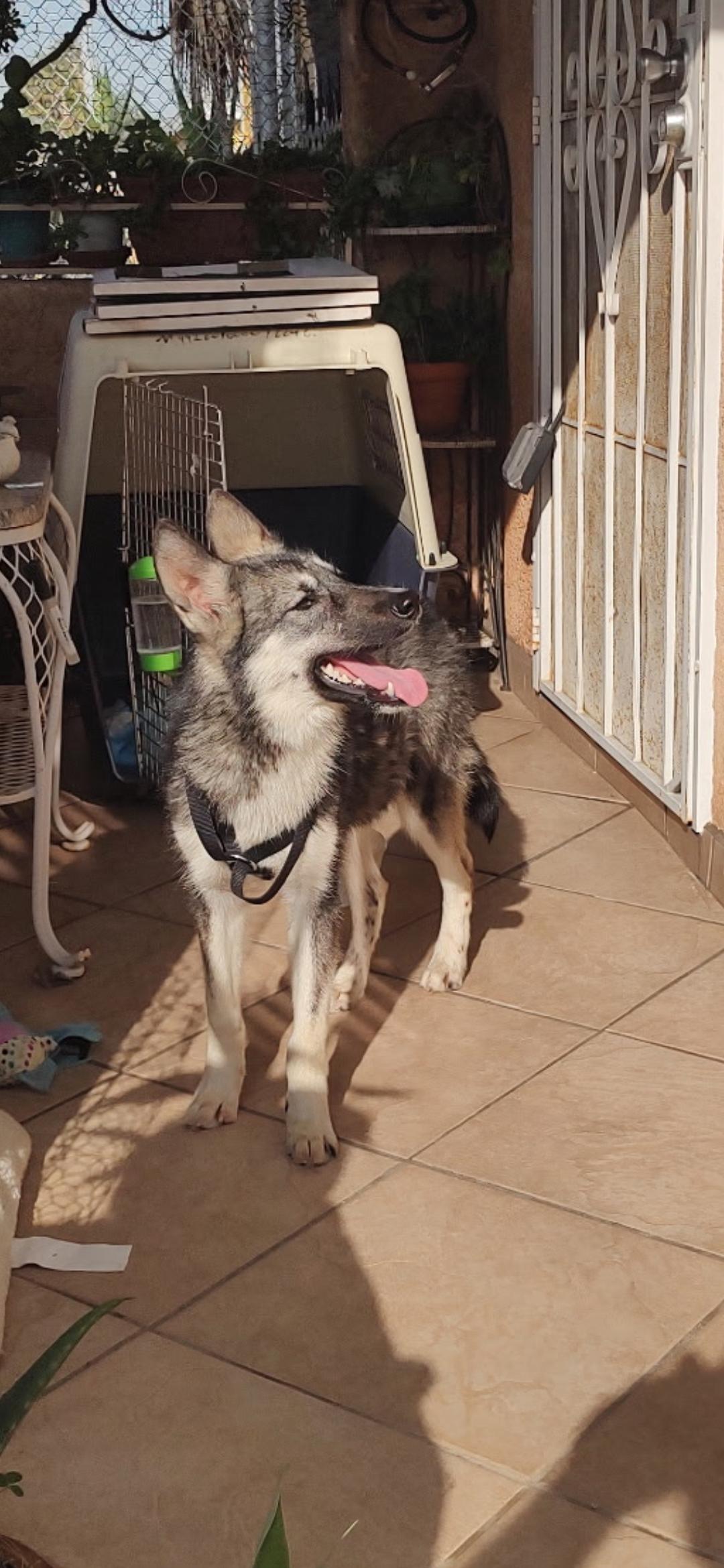 Enlarge Zoe , a ADOPTABLE mixed breed in Hawthorne, CA image 4/4