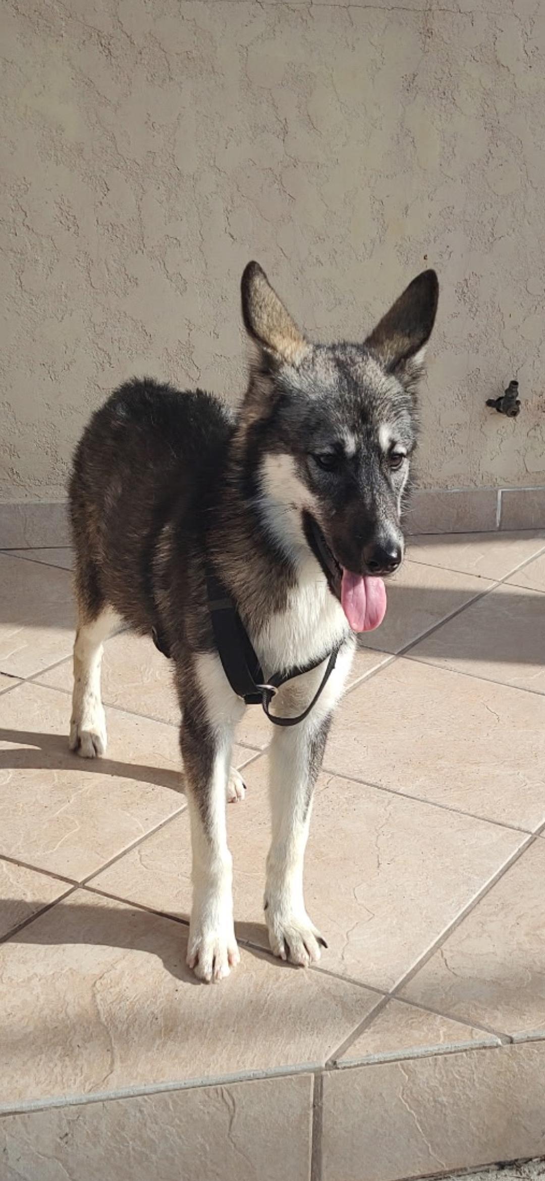 Enlarge Zoe , a ADOPTABLE mixed breed in Hawthorne, CA image 2/4