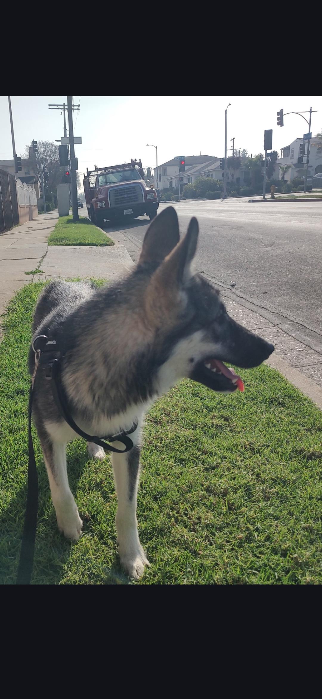 Enlarge Zoe , a ADOPTABLE mixed breed in Hawthorne, CA image 3/4
