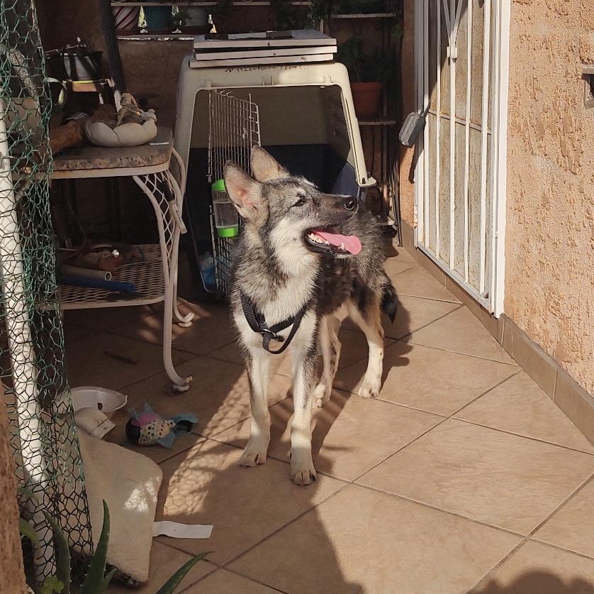 Zoe , ADOPTABLE, Puppy Female German Shepherd Dog & Husky.