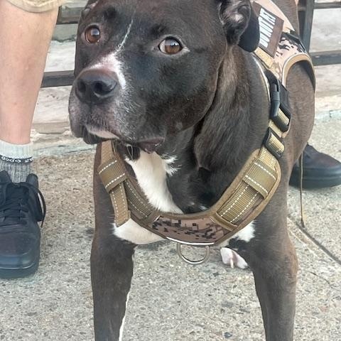 Enlarge Baby Jojo, a Adoptable mixed breed in Wall Township, NJ image 1/6