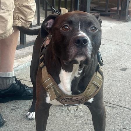 Enlarge Baby Jojo, a Adoptable mixed breed in Wall Township, NJ image 6/6
