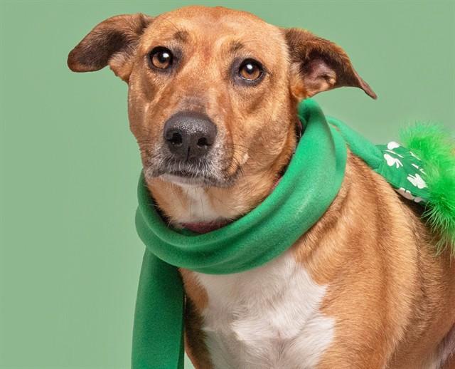 DAISY, Adoptable, Adult Female Terrier.