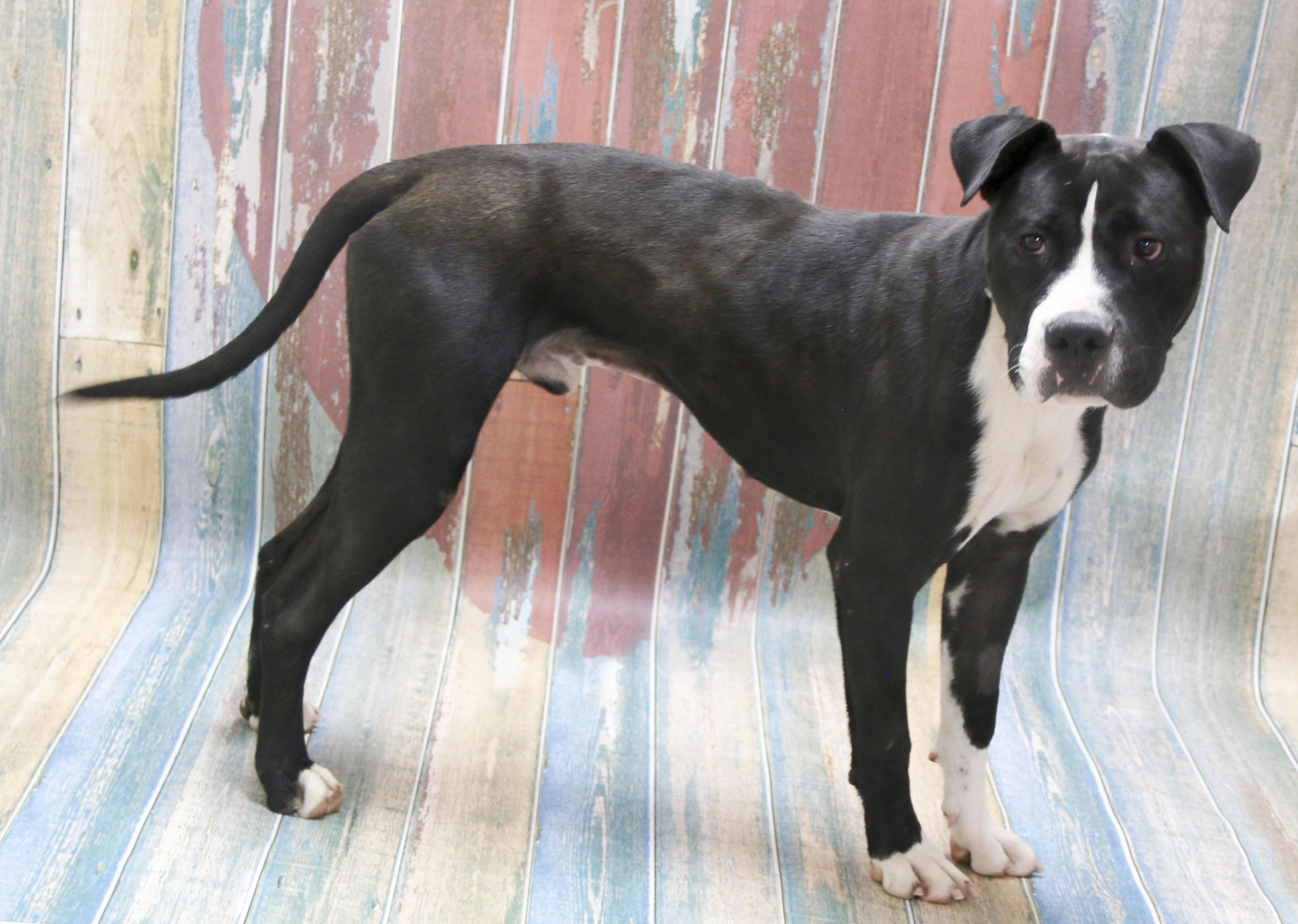 Thunderstorm, a Adoptable American Staffordshire Terrier in Casa Grande, AZ image 2/2