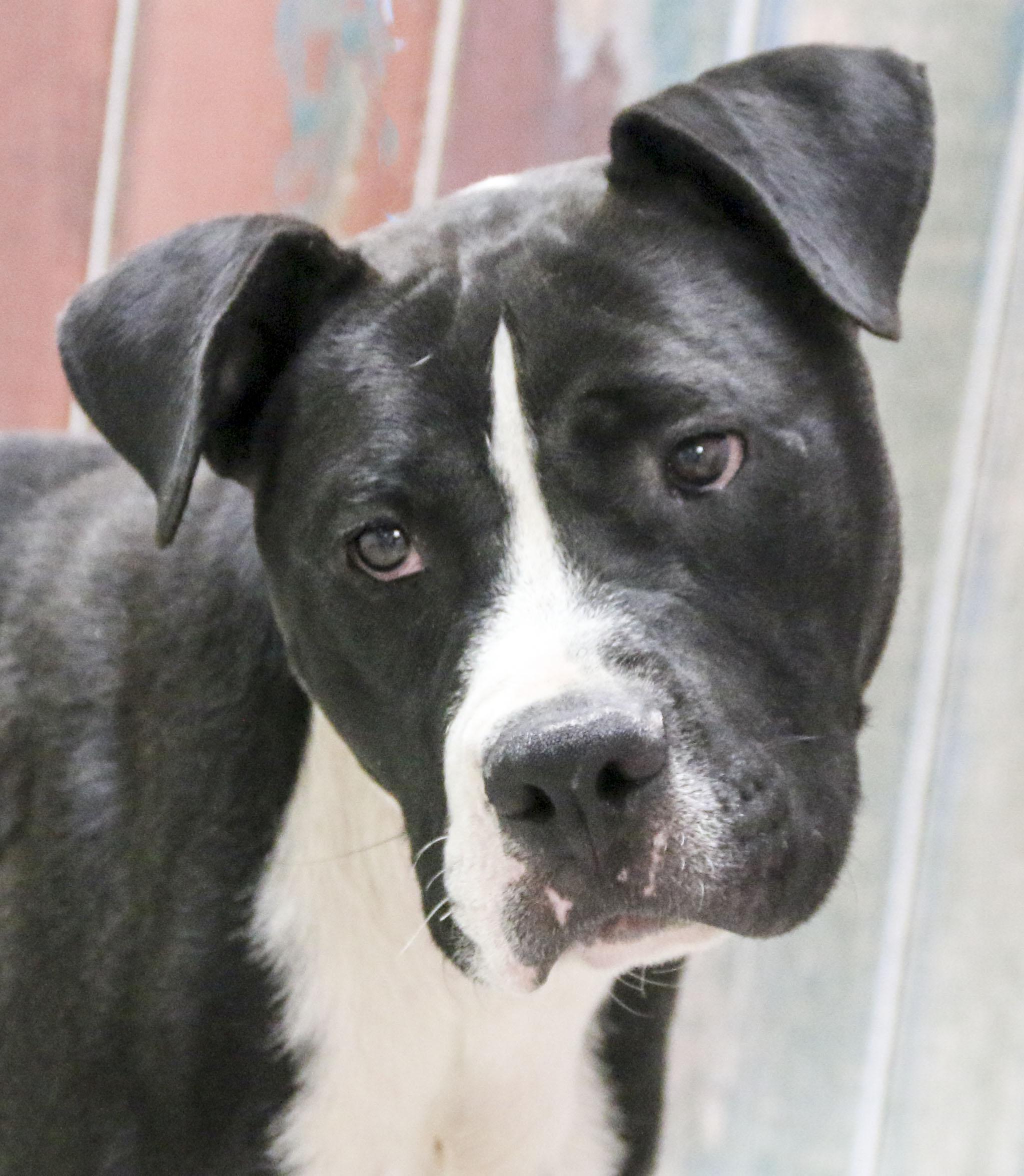 Thunderstorm, Adoptable, Young Male American Staffordshire Terrier.