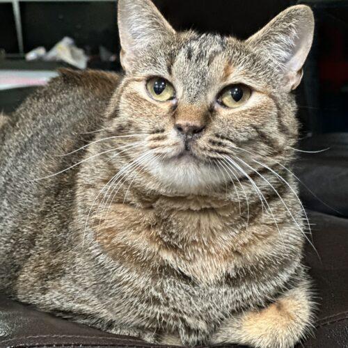 Alexis, a Adoptable Egyptian Mau in Edmond, OK image 1/5