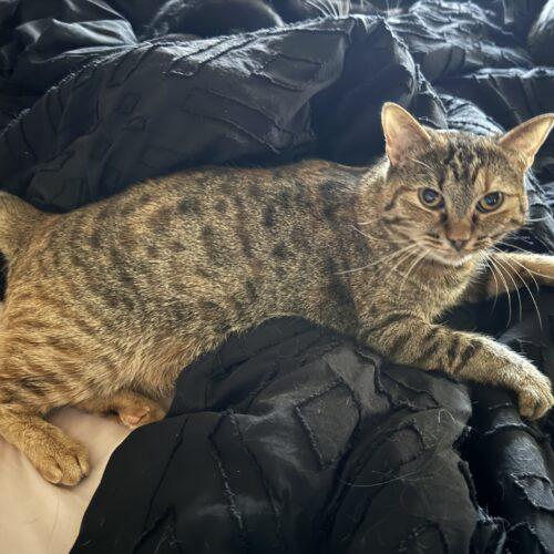 Alexis, a Adoptable Egyptian Mau in Edmond, OK image 2/5