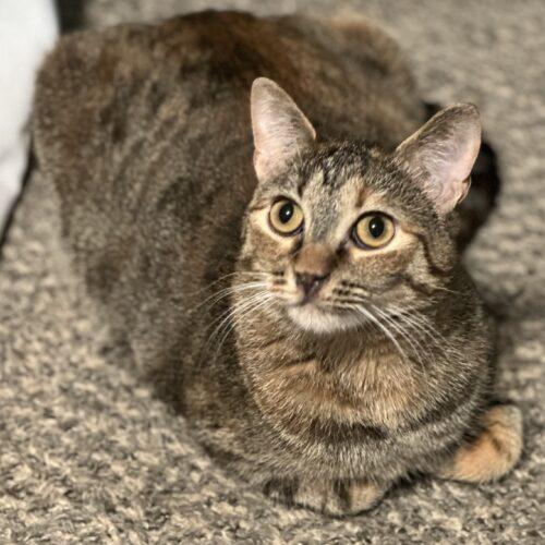 Alexis, a Adoptable Egyptian Mau in Edmond, OK image 3/5
