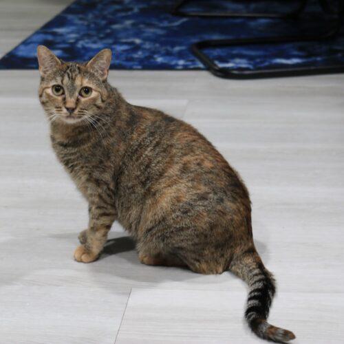 Alexis, a Adoptable Egyptian Mau in Edmond, OK image 4/6