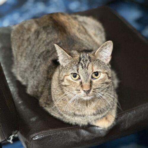 Alexis, a Adoptable Egyptian Mau in Edmond, OK image 4/5
