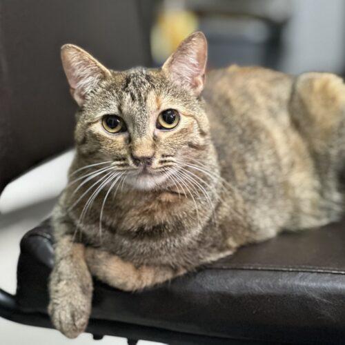 Alexis, a Adoptable Egyptian Mau in Edmond, OK image 5/5