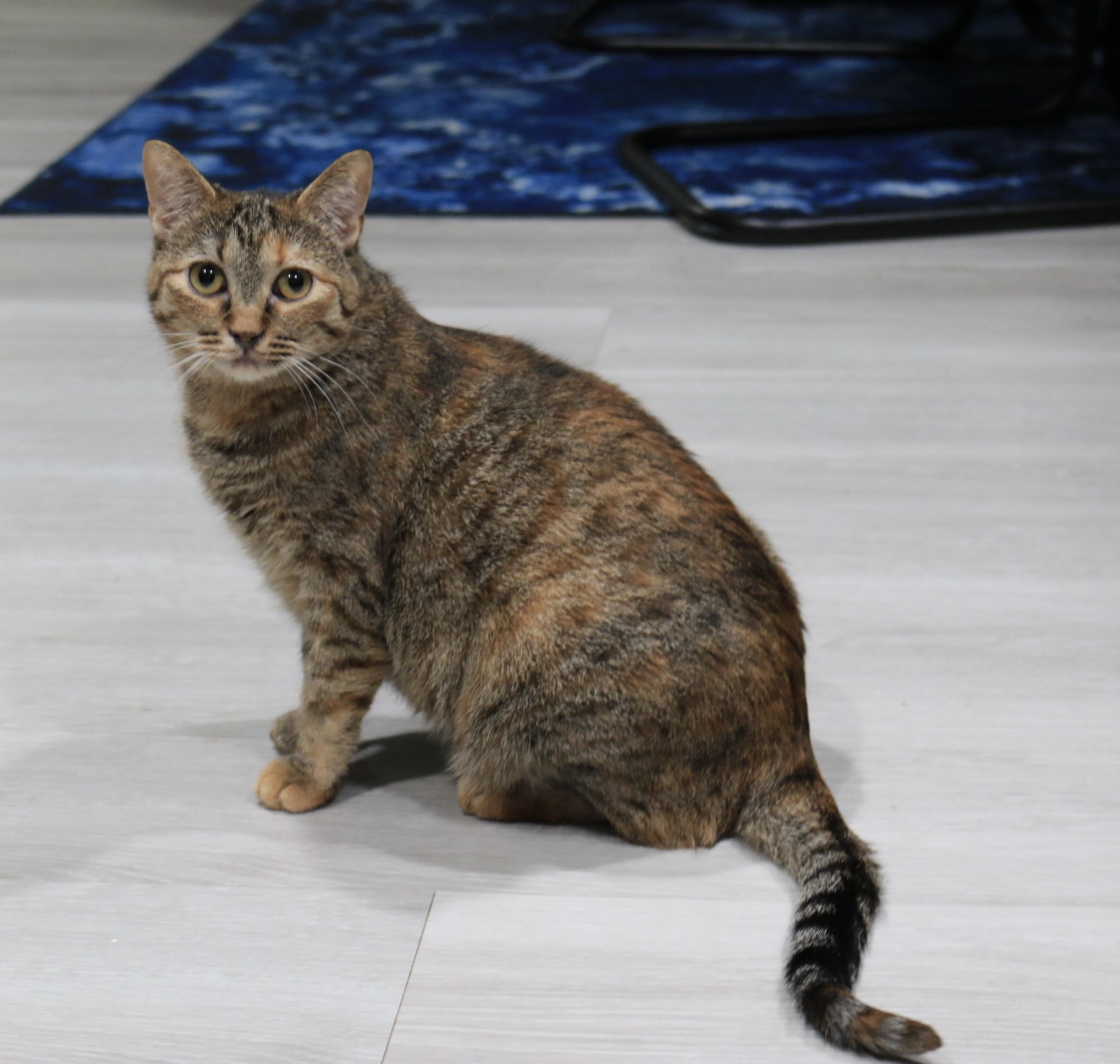 Enlarge Alexis, a Adoptable Egyptian Mau in Edmond, OK image 6/6