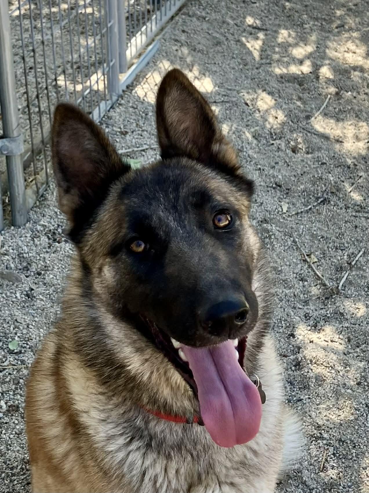 Enlarge Journey, a Adoptable Belgian Shepherd / Malinois in Vancouver, WA image 1/3