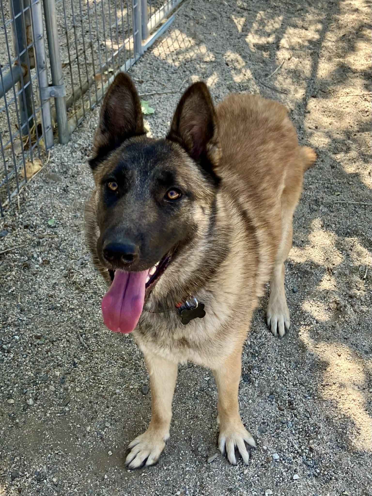 Enlarge Journey, a Adoptable Belgian Shepherd / Malinois in Vancouver, WA image 2/3