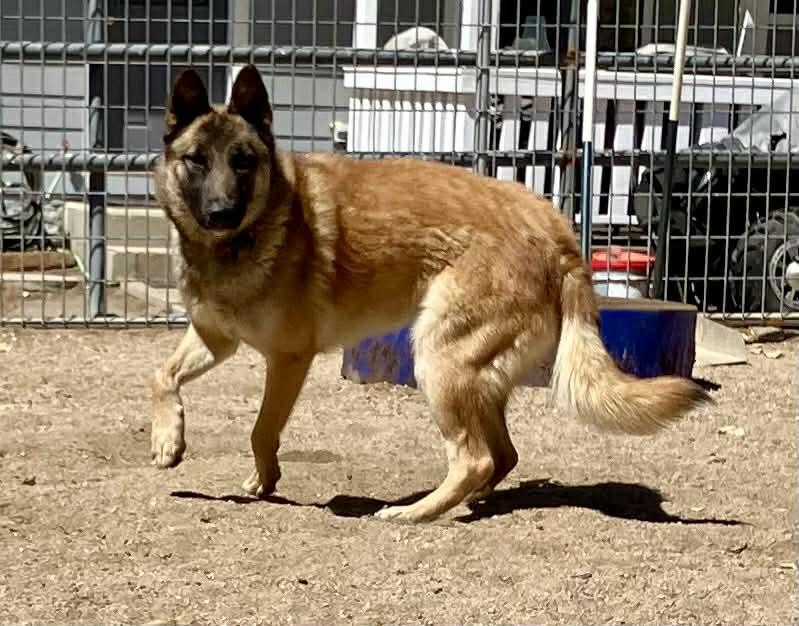 Enlarge Journey, a Adoptable Belgian Shepherd / Malinois in Vancouver, WA image 3/3