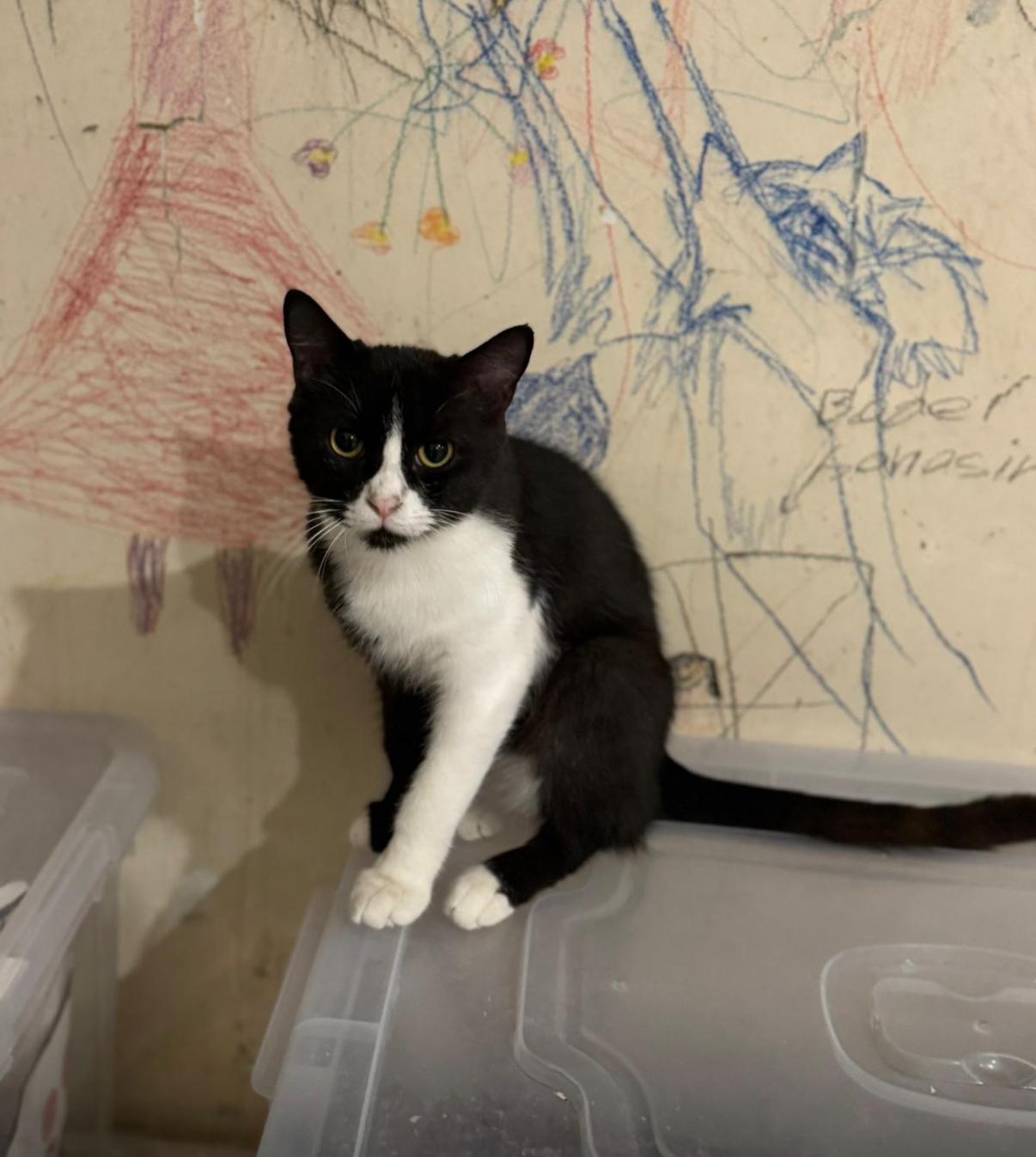 Enzi, Adoptable, Young Male Egyptian Mau & Domestic Short Hair.