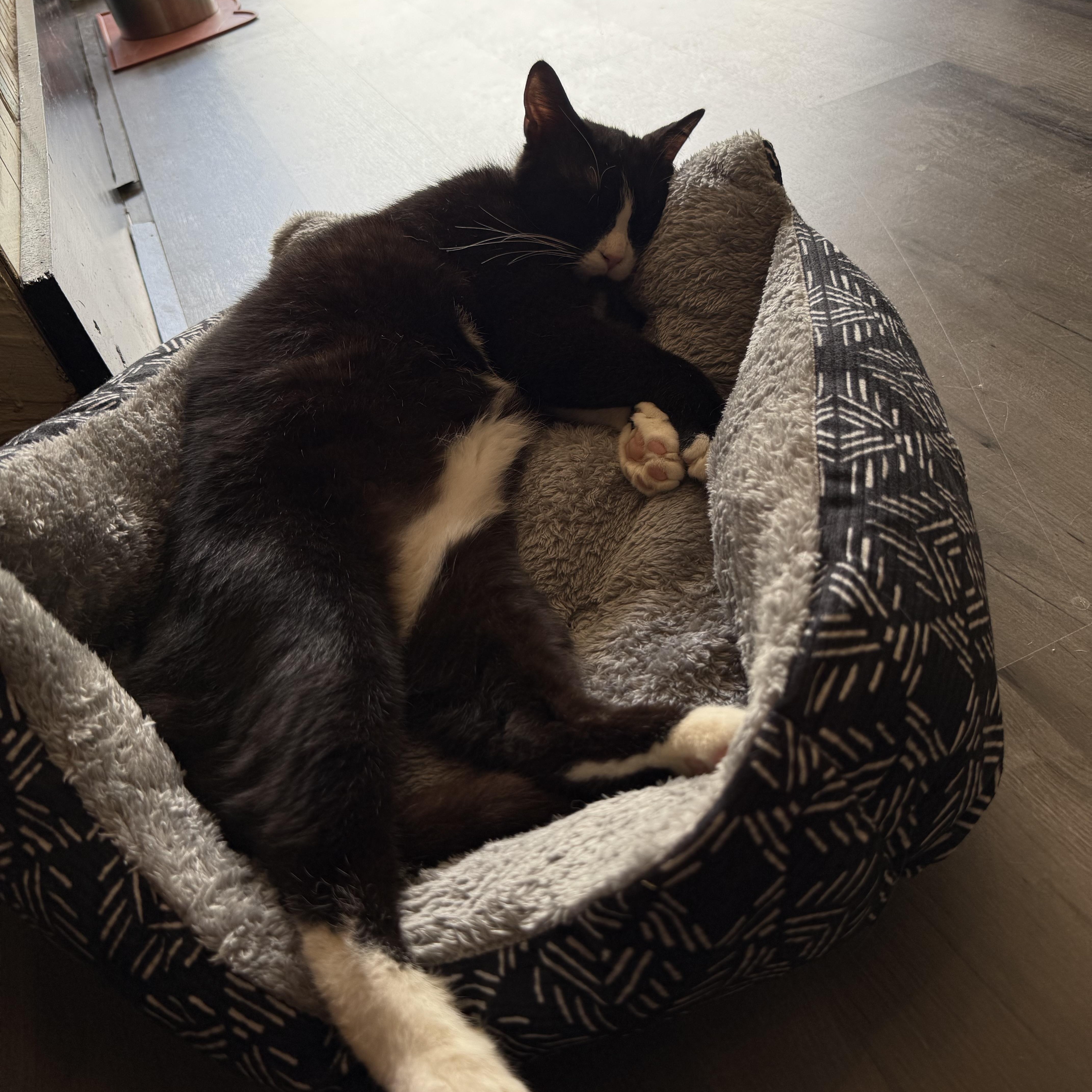 Enzi, Adoptable, Young Male Egyptian Mau & Domestic Short Hair.