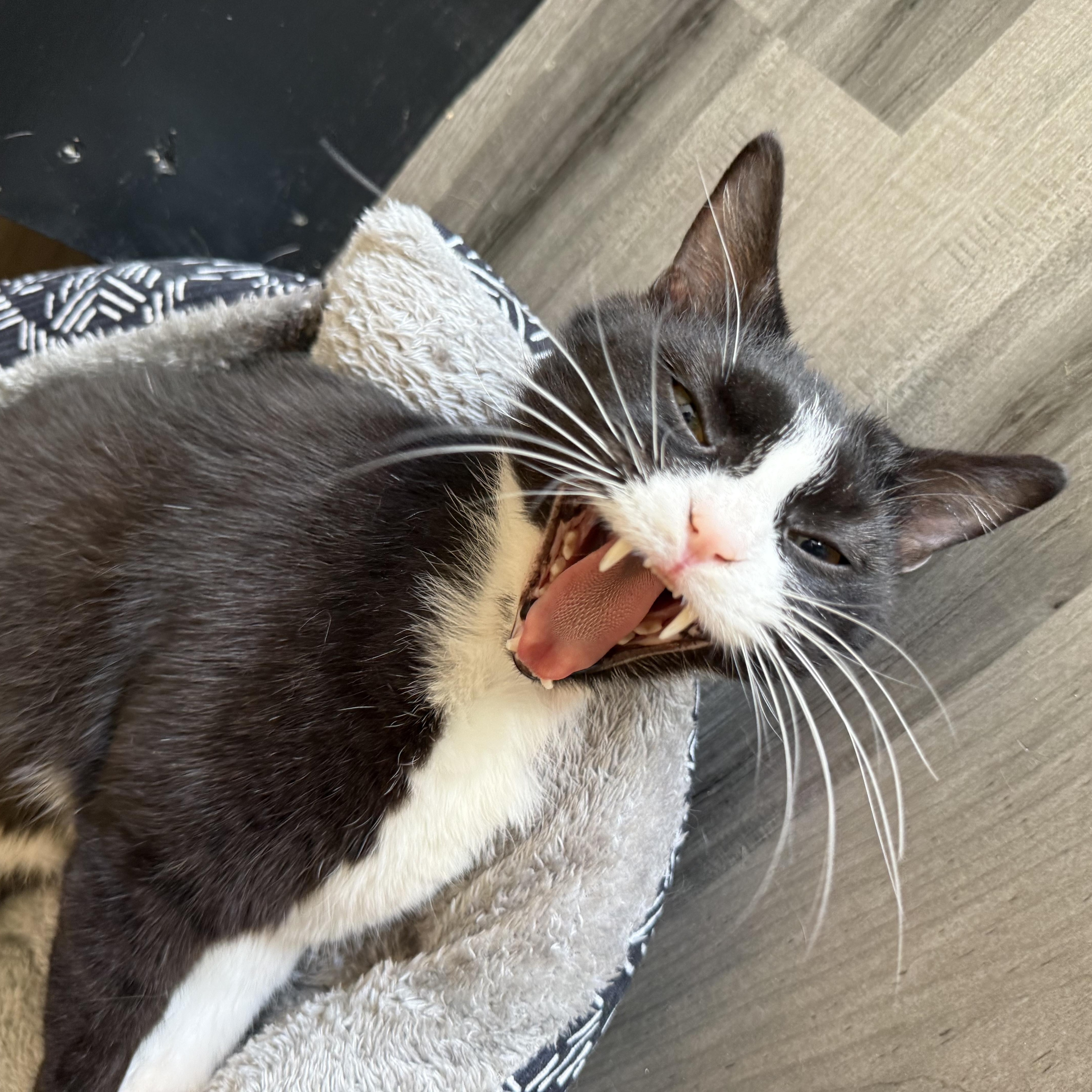 Enlarge Enzi, a Adoptable mixed breed in Whitewater, WI image 2/2