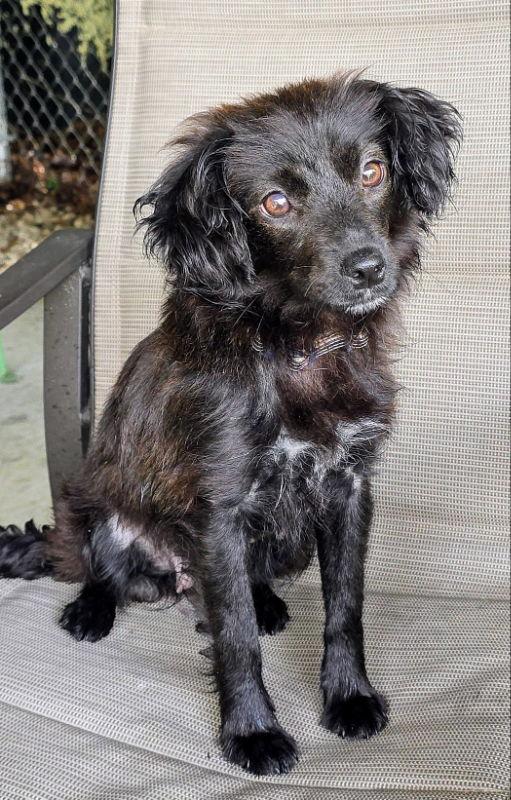 Daisy Mae, Adopted, Adult Female Chihuahua.