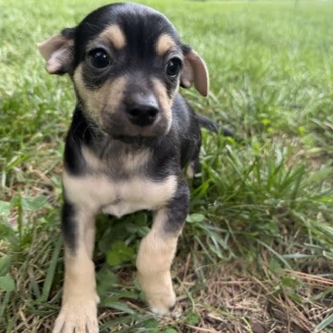 Enlarge Murph, a ADOPTABLE mixed breed in Midlothian, VA image 3/5